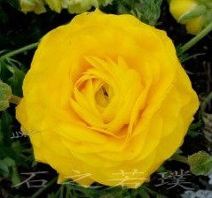 【石之若璞-花事-春日觅花影】花毛茛~拉丁学名：Ranunculus asiaticus (L.) Lepech.~别称：芹菜花、波斯毛茛、陆莲花~毛茛科-花毛茛属~