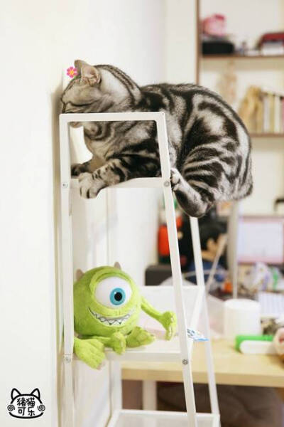 【大菇凉】【世界的软肋】猫 喵星人 猪猫可乐 可爱 萌 萌宠 宠物 萌物