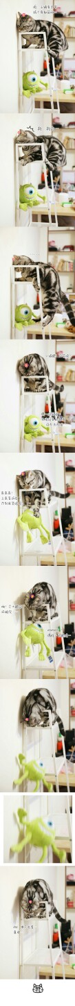 【大菇凉】【世界的软肋】猫 喵星人 猪猫可乐 可爱 萌 萌宠 宠物 萌物