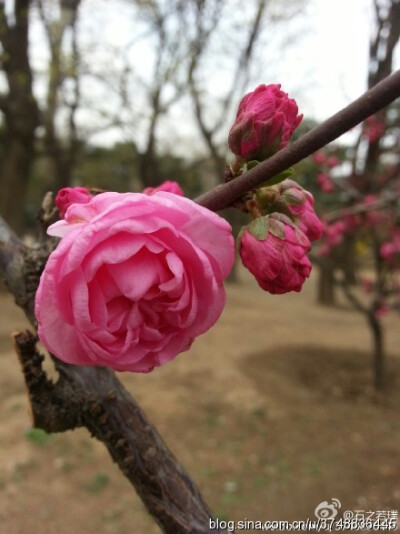 【石之若璞-花事-春日觅花影】榆叶梅~拉丁学名：Amygdalus triloba (Lindl.) Ricker~别称：榆梅、小桃红、榆叶鸾枝~蔷薇科-李亚科-桃属-扁桃亚属~