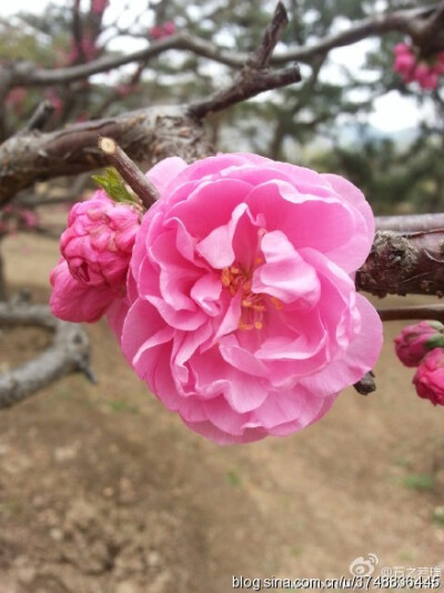 【石之若璞-花事-春日觅花影】榆叶梅~拉丁学名：Amygdalus triloba (Lindl.) Ricker~别称：榆梅、小桃红、榆叶鸾枝~蔷薇科-李亚科-桃属-扁桃亚属~