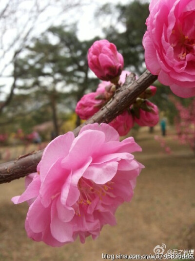 【石之若璞-花事-春日觅花影】榆叶梅~拉丁学名：Amygdalus triloba (Lindl.) Ricker~别称：榆梅、小桃红、榆叶鸾枝~蔷薇科-李亚科-桃属-扁桃亚属~