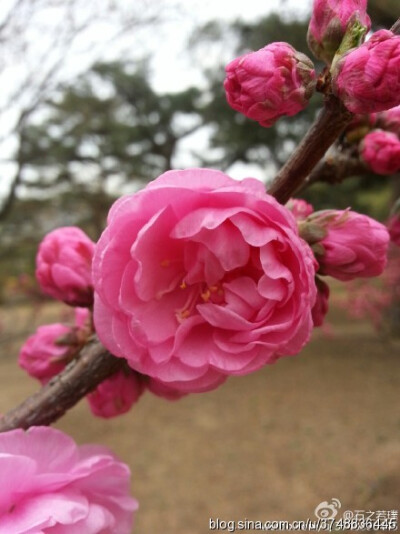 【石之若璞-花事-春日觅花影】榆叶梅~拉丁学名：Amygdalus triloba (Lindl.) Ricker~别称：榆梅、小桃红、榆叶鸾枝~蔷薇科-李亚科-桃属-扁桃亚属~