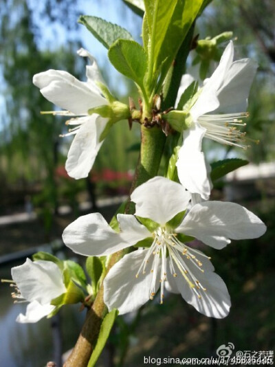 【石之若璞-花事-春日觅花影】碧桃~拉丁学名：Amygdalus persica var. persica f. duplex~别称：千叶桃花~蔷薇科-李亚科-李属~