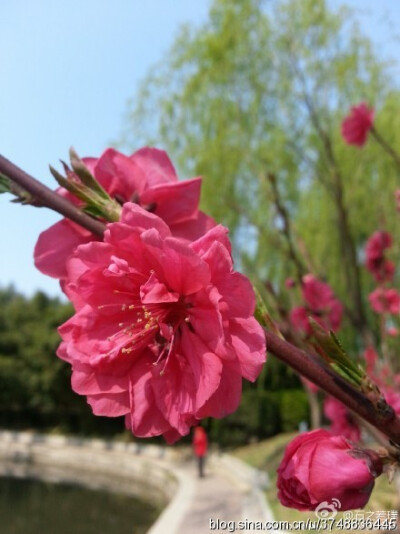 【石之若璞-花事-春日觅花影】碧桃~拉丁学名：Amygdalus persica var. persica f. duplex~别称：千叶桃花~蔷薇科-李亚科-李属~