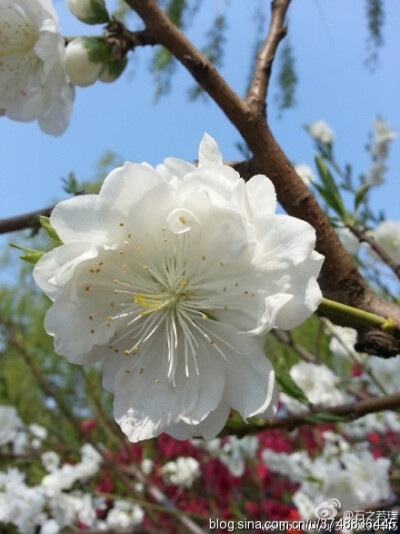 【石之若璞-花事-春日觅花影】碧桃~拉丁学名：Amygdalus persica var. persica f. duplex~别称：千叶桃花~蔷薇科-李亚科-李属~