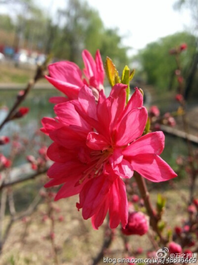 【石之若璞-花事-春日觅花影】碧桃~拉丁学名：Amygdalus persica var. persica f. duplex~别称：千叶桃花~蔷薇科-李亚科-李属~