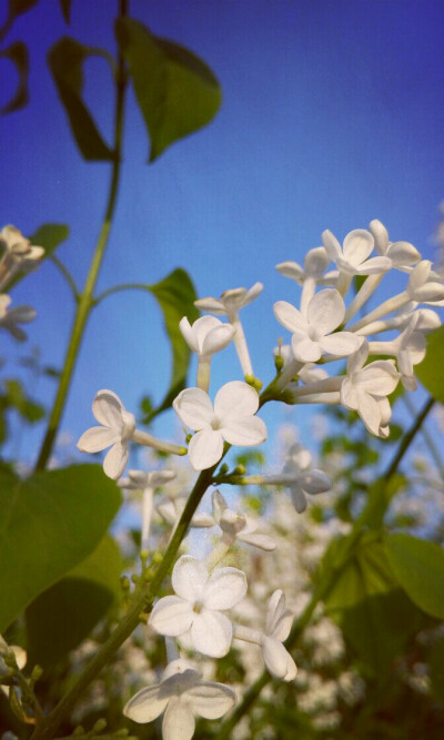 你说你最爱丁香花