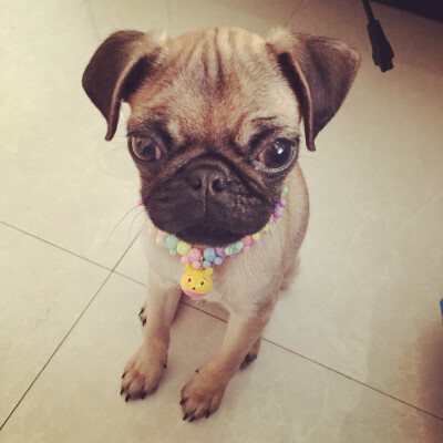 #巴哥 #pug 一朵安静的美男子