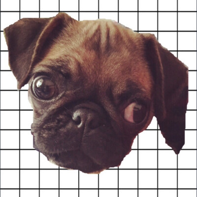 #巴哥 #pug 大头大眼塌鼻子