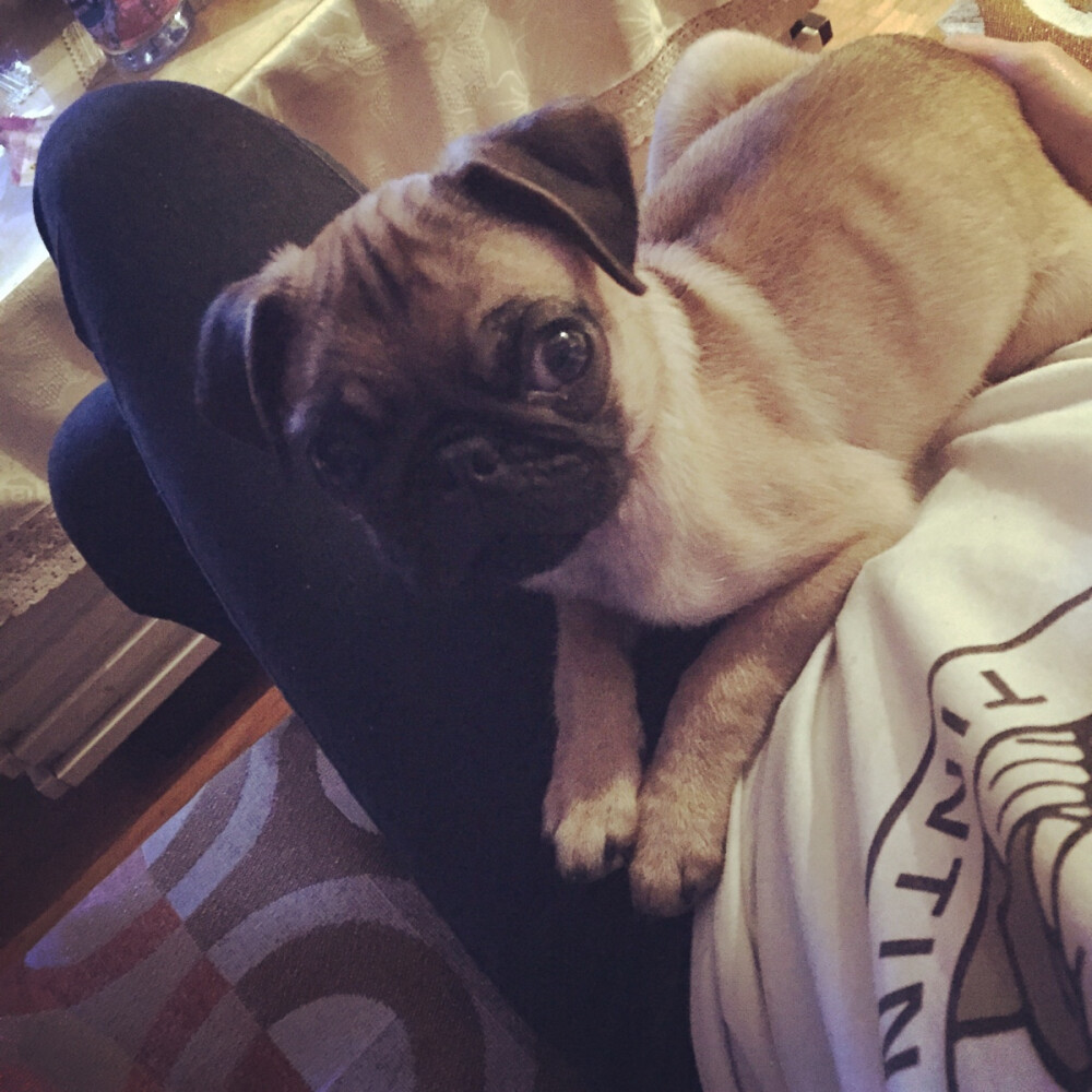 #巴哥 #pug 乖巧boy