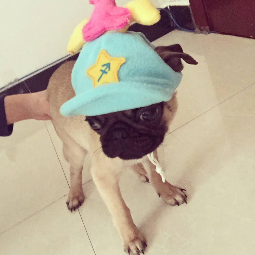 #巴哥 #pug 迷你小战士阿蛋