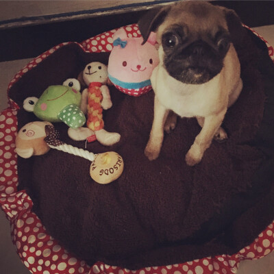 #巴哥 #pug 阿蛋有后宫！