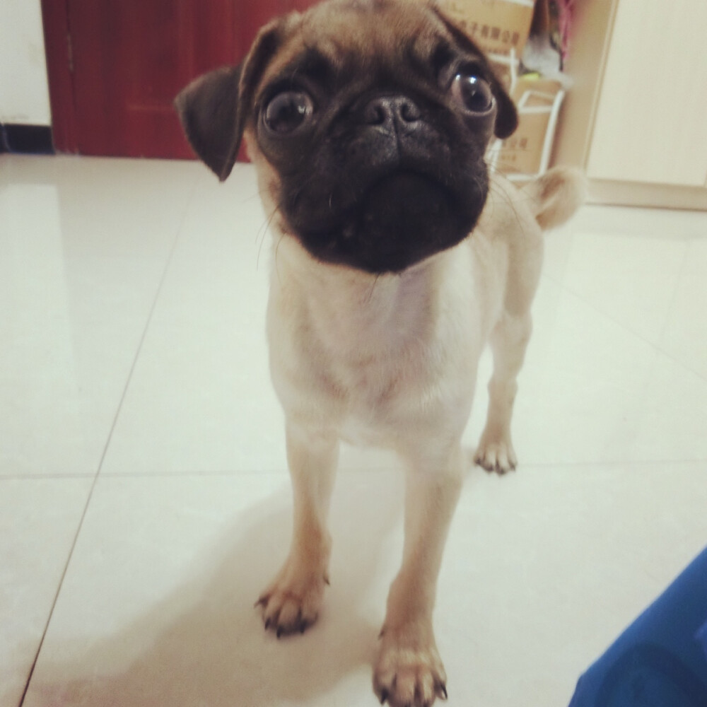 #巴哥 #pug