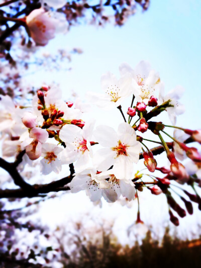 2015 鸡鸣寺 樱花季