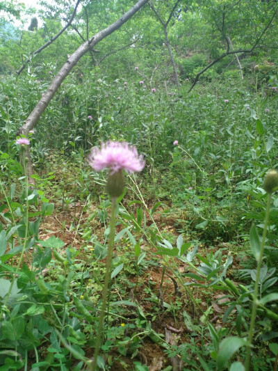 花拍