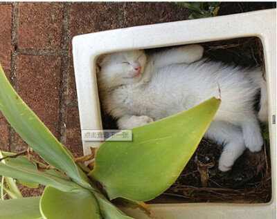 猫 喵星人 植物 花盆