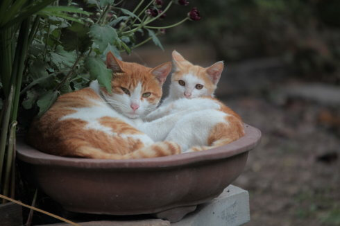 猫 喵星人 植物 花盆