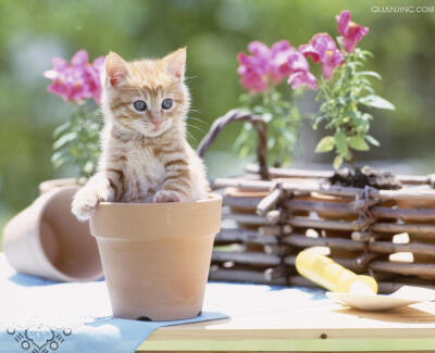 猫 喵星人 植物 花盆