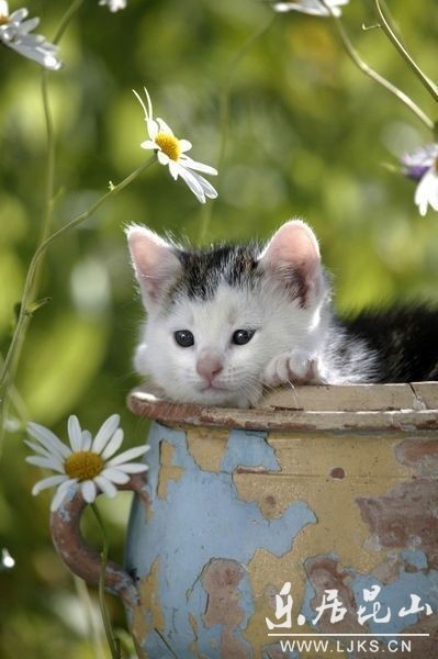 猫 喵星人 植物 花盆