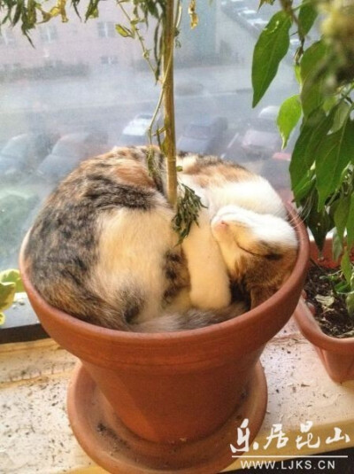 猫 喵星人 植物 花盆