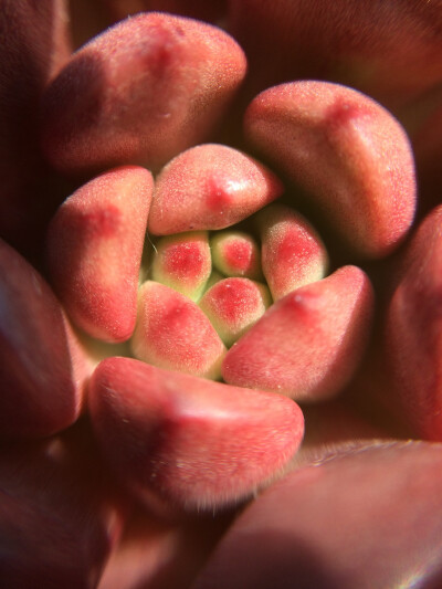 红宝石全状态萌萌小嫩芽