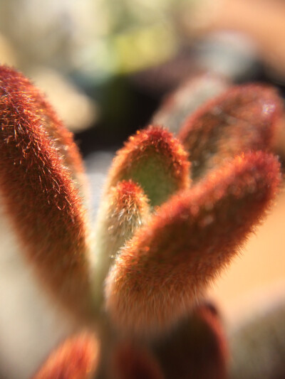 兔耳第一次出状态很是欣喜