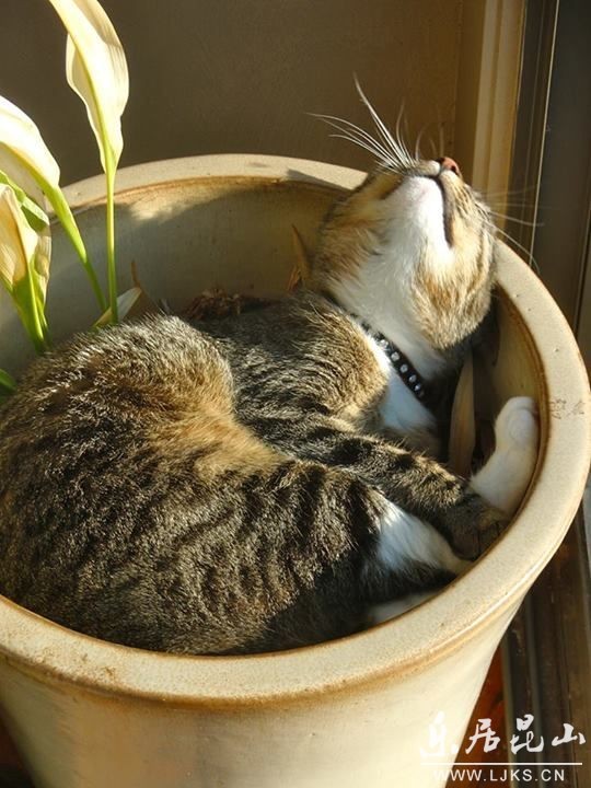 猫 喵星人 植物 花盆