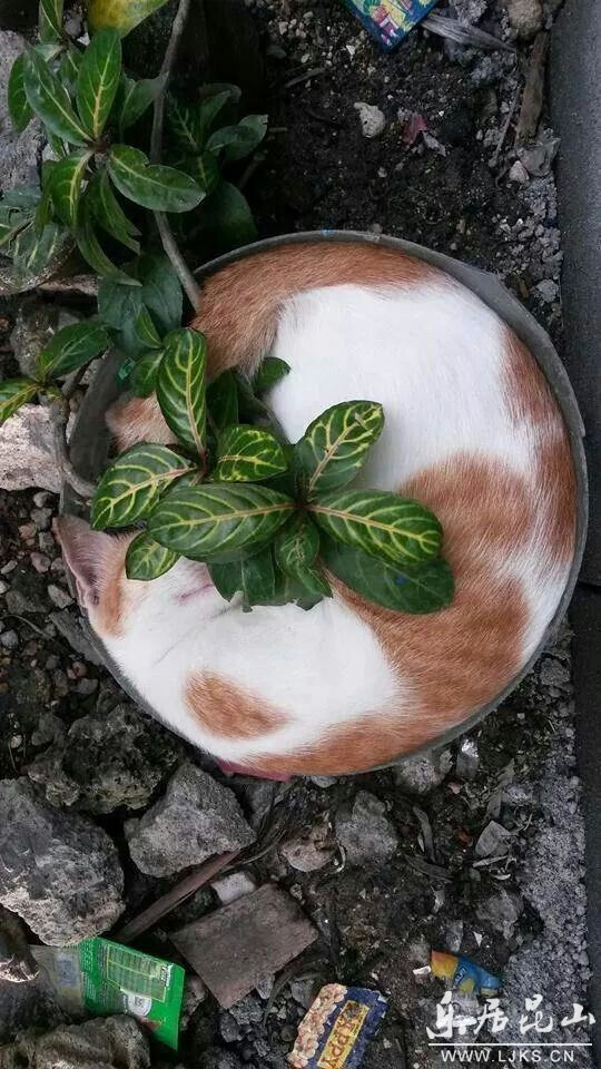 猫 喵星人 植物 花盆