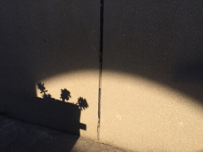 夕阳西下肉肉剪影