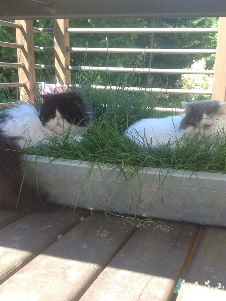 猫 喵星人 植物 花盆