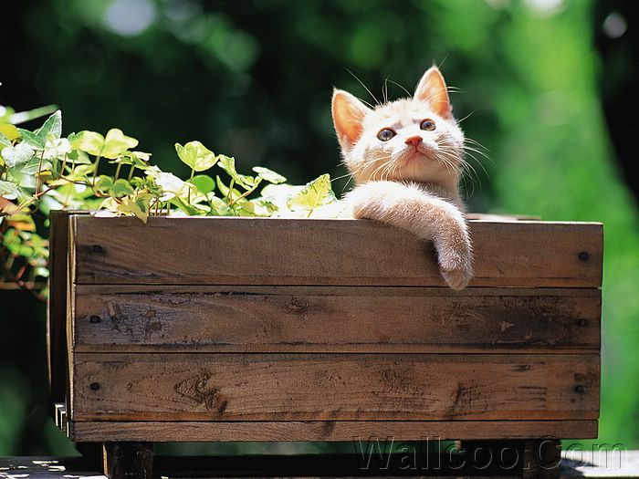 猫 喵星人 植物 花盆