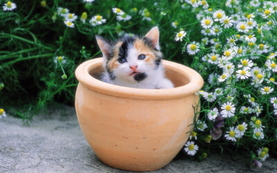 猫 喵星人 植物 花盆