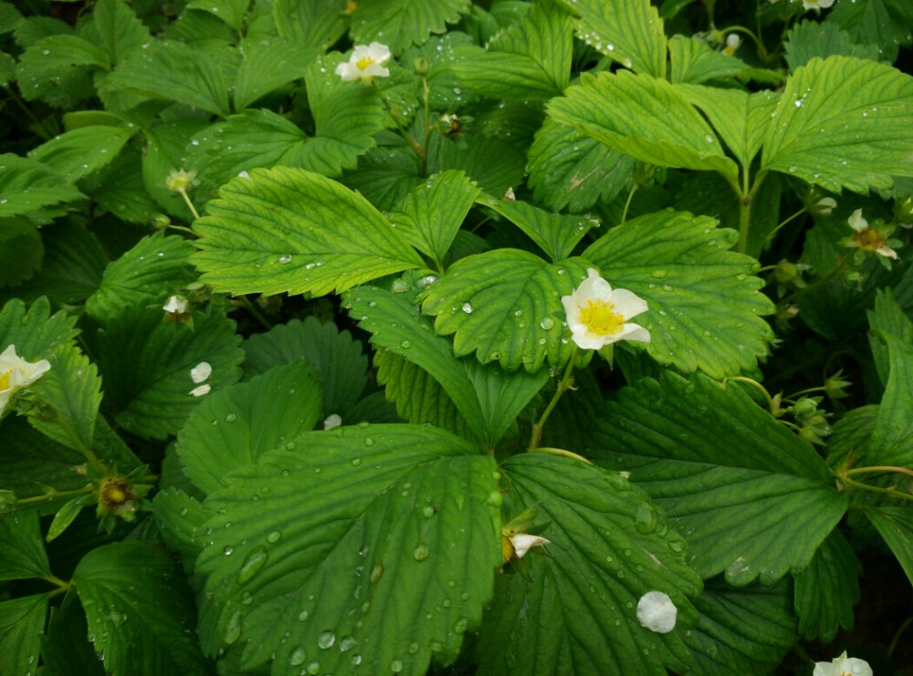 老家院子里的草莓花