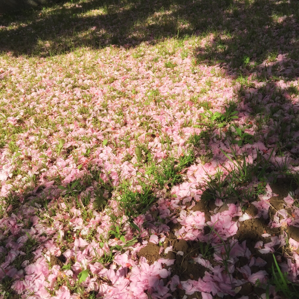 花落soso图片