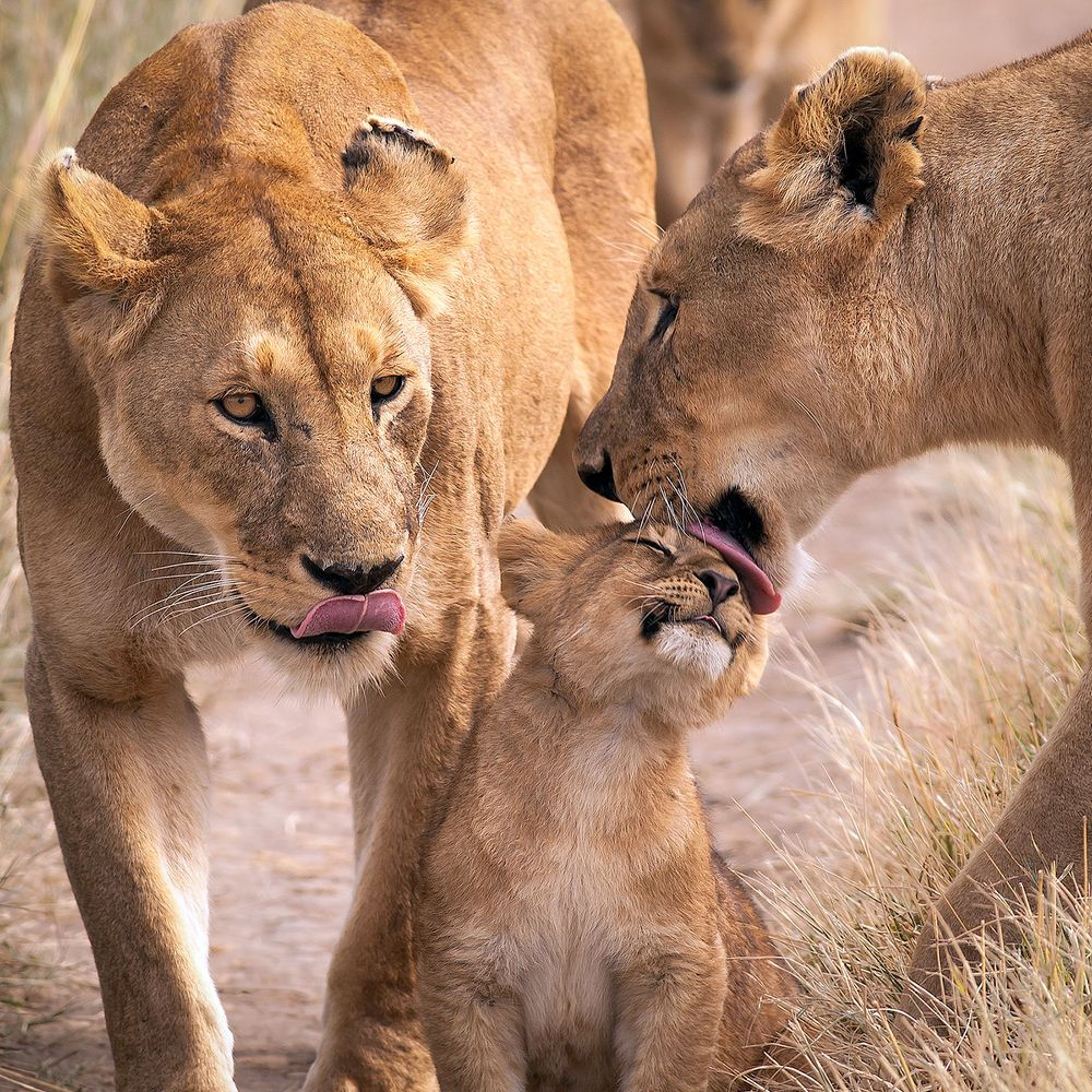 母狮与小狮子深情的母亲母亲节母亲们快乐