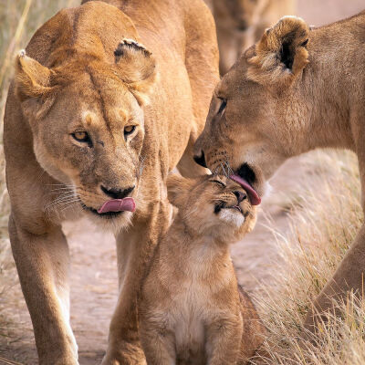 母狮与小狮子！深情的母亲！母亲节母亲们快乐～