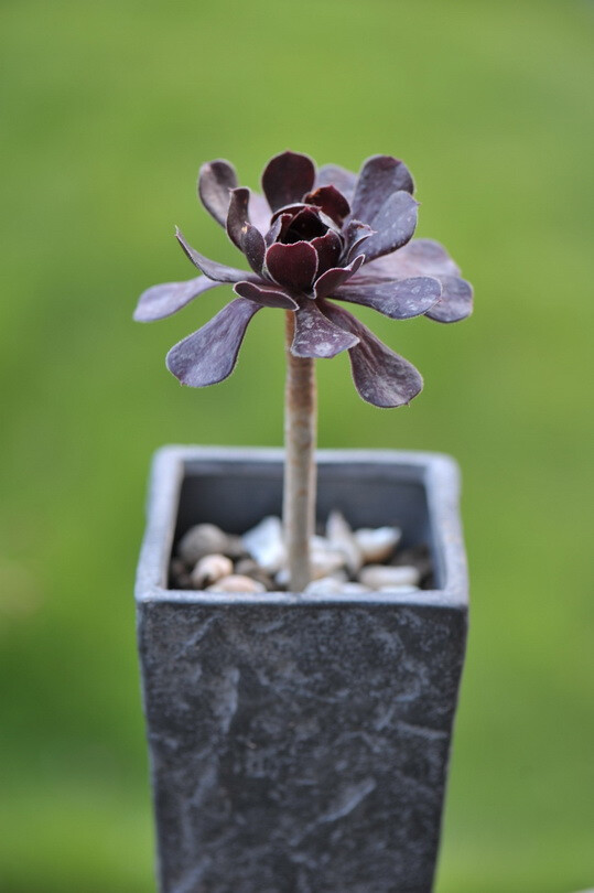 黑法师 （Aeonium arboreum 'Atropureum'）是景天科莲花掌属多肉植物（多浆植物），为莲花掌的栽培品种，可用肥沃又排水透气良好的培养土种植。冷凉季节生长，夏季休眠但时间不长，不宜暴晒。