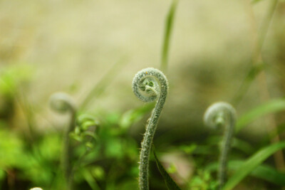 蕨类植物的芽