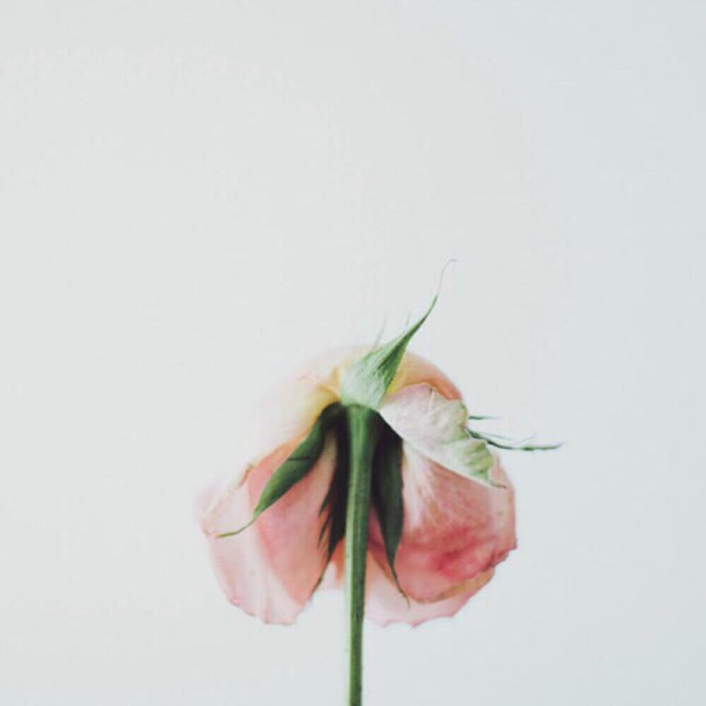 wilt - 堆糖,美图壁纸兴趣社区