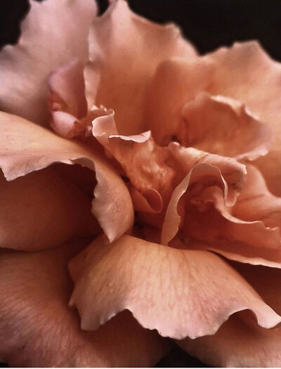 Salmon Rose ~ by judlin on Flickr