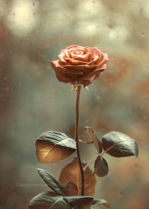 小清新 温暖 干净 安静 唯美 静物 物语 时光 花 清新淡雅 鸟语花香