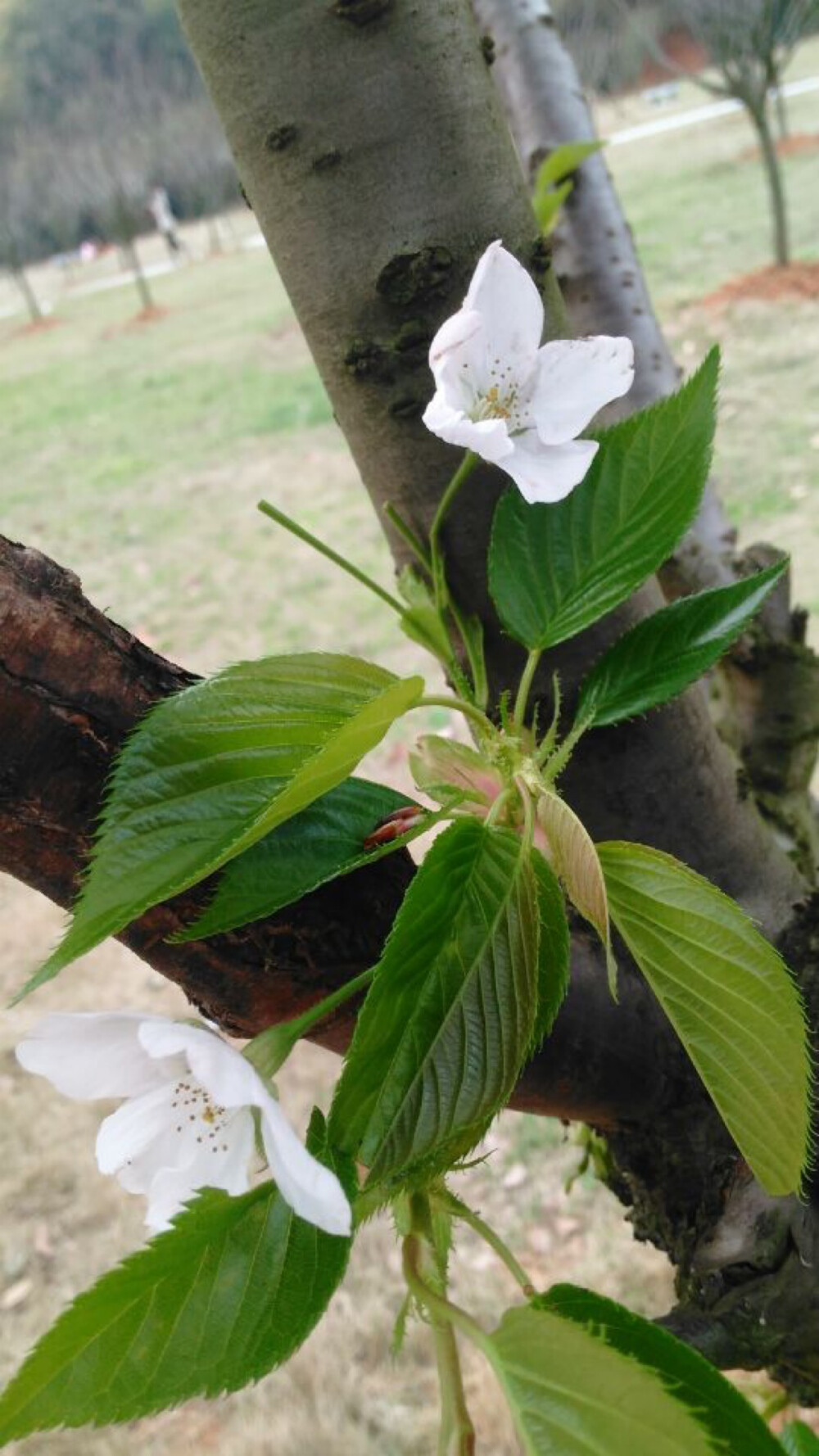 花开的时候