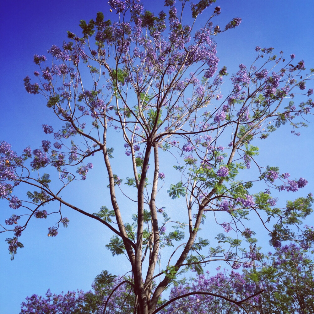 篮花楹