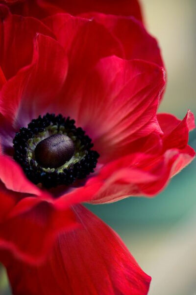 poppy...gorgeous!