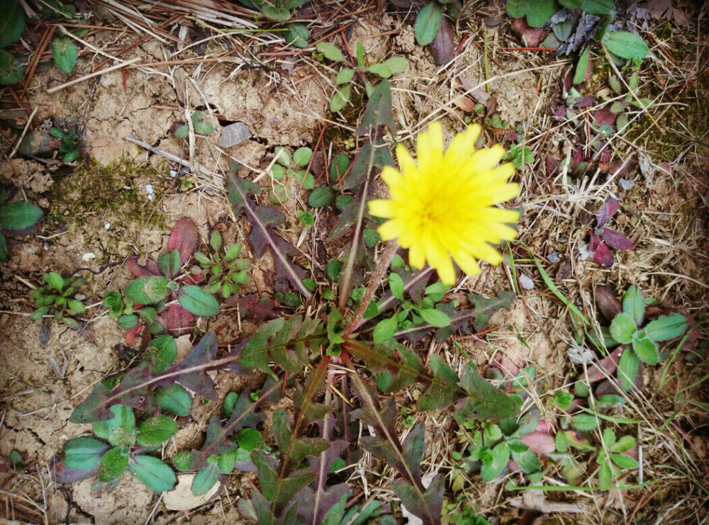 我是一只小黄花