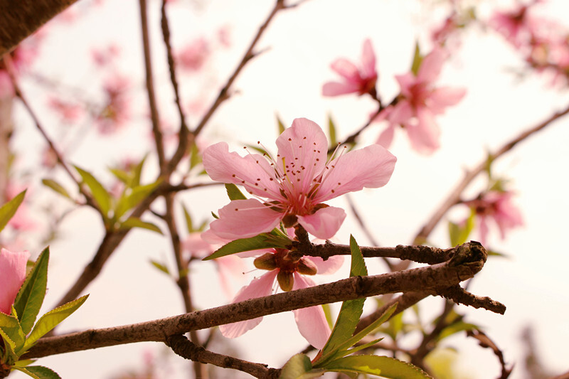 桃花