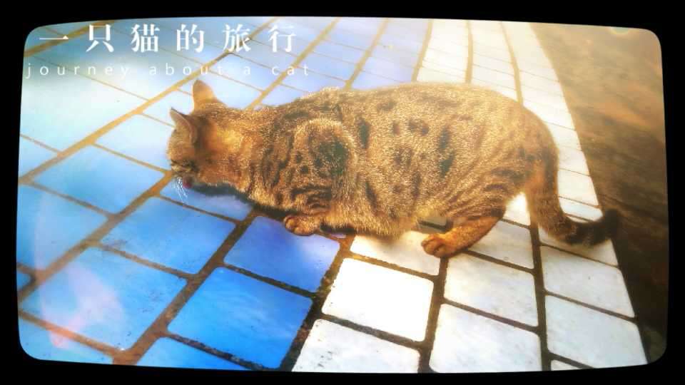 一只猫的旅行