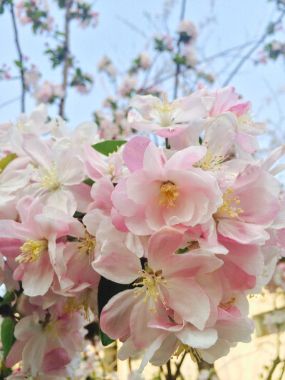 嫩粉的海棠花