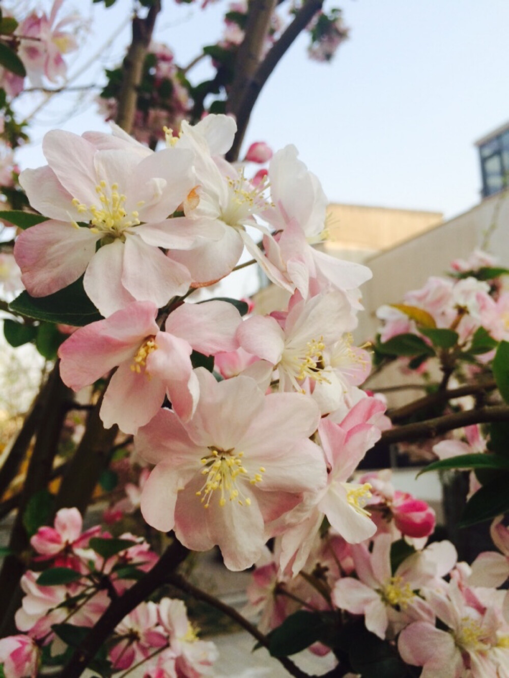 嫩粉的海棠花